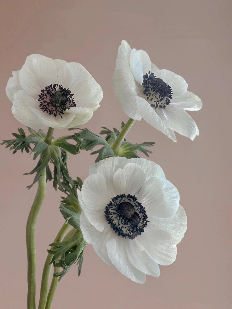 银莲花别名华北银莲花、毛蕊银莲花，是毛茛科、银莲属花属多年生草本植物。
分布于中国山西、河北、朝鲜，生长于海拔1000～2600米间山坡草地、山谷沟沟边或多石砾坡地。喜欢光照，喜温及冷凉气候。
银莲花被人们称之为充满虚幻的花材，代表着深信不疑的等待，代表着即使爱情没有希望，但还是愿意默默等待。
花粉有轻微毒性，衣物沾到以后不易清洗，若不小心沾到，可涂抹面糊，然后放入盐水浸泡，再用清水清洗。