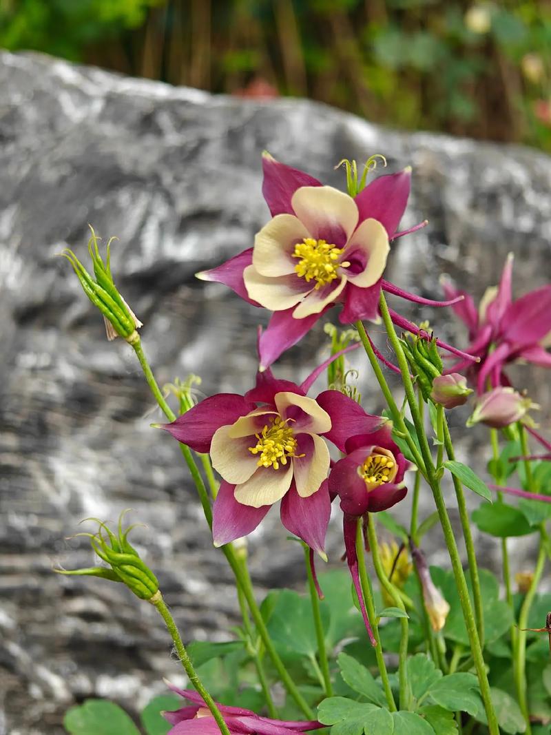 耧斗菜（Aquilegia viridiflora Pall.），毛茛科耧斗菜属，多年生草本。叶片楔状倒卵形；叶柄疏被柔毛或无毛；花瓣瓣片与萼片同色，直立，倒卵形；雄蕊花药长椭圆形，黄色；退化雄蕊白膜质，线状长椭圆形；种子黑色，耧斗菜因花形很像中国农耕时代的耧车的斗，故名。
☞耧斗菜喜凉爽的半阴湿环境，耐寒冷，怕高温和高湿，适宜在排水良好的地带种植，耧斗菜繁殖方式为播种、分株繁殖。
☞耧斗菜功能与作用:耧斗菜全草入药，性味微苦、辛，温；具有清热解毒，调经止血功能；主治妇女月经不调，功能性子宫出血，呼吸道炎症，痢疾，腹痛。
☞耧斗菜的观赏性:叶子自然质朴，花朵富有个性美，适合在庭院中成片或成丛种植；种植于路边道旁、林下、岩石园等处都能很好地生长；也可盆栽观赏或作切花使用。
☞耧斗菜花语:胜利之誓