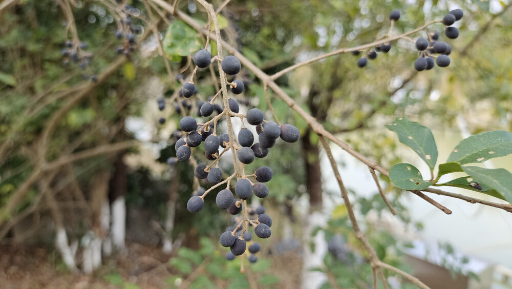 植物果实欣赏：冬天变成黑色的女贞果实