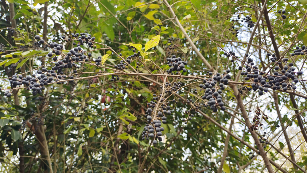 植物果实欣赏：冬天变成黑色的女贞果实