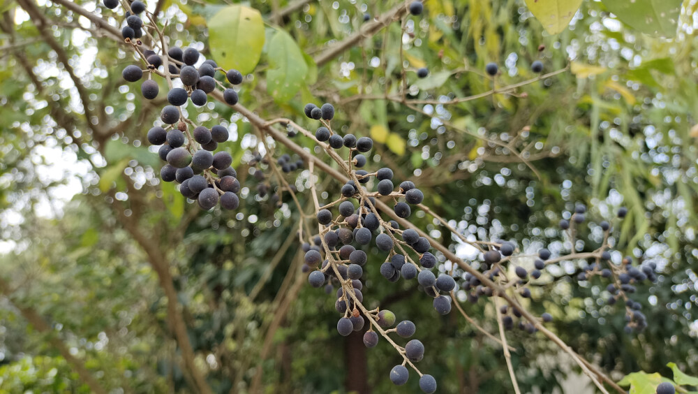 植物果实欣赏：冬天变成黑色的女贞果实