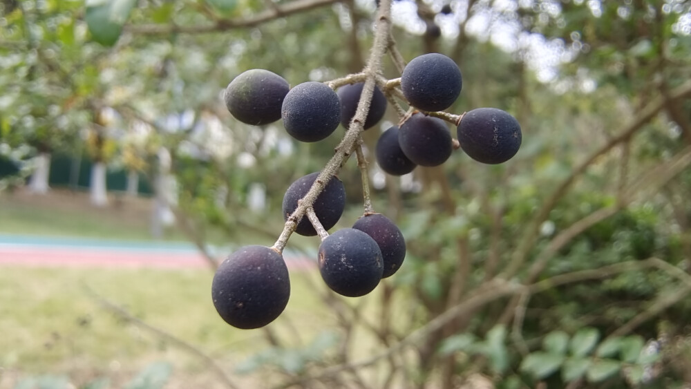 植物果实欣赏：冬天变成黑色的女贞果实