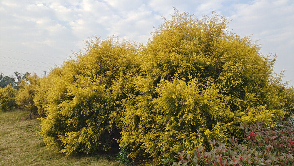 植物欣賞：黃金串錢柳