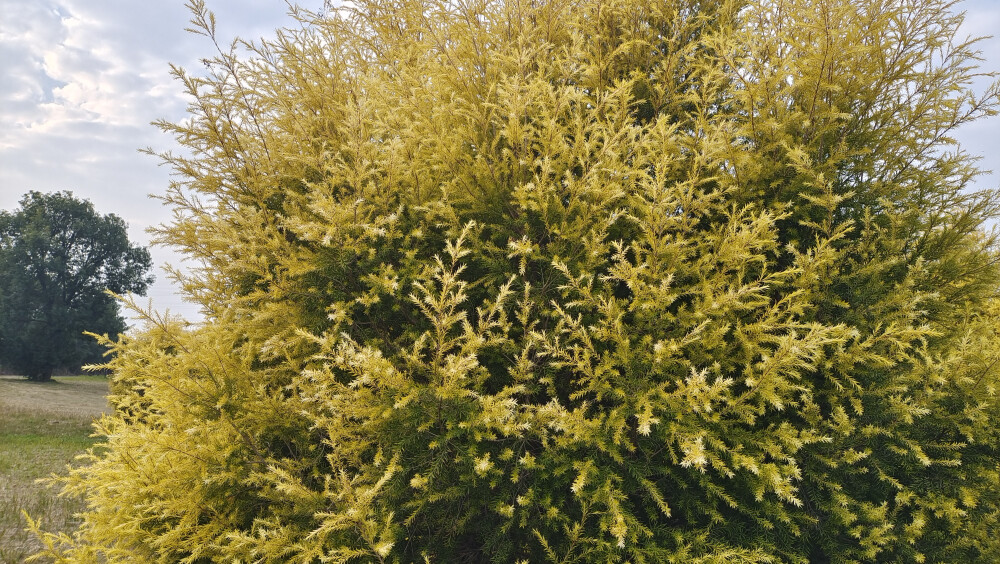 植物欣赏：黄金串钱柳