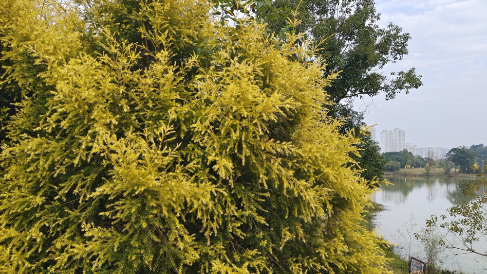 植物欣赏：黄金串钱柳