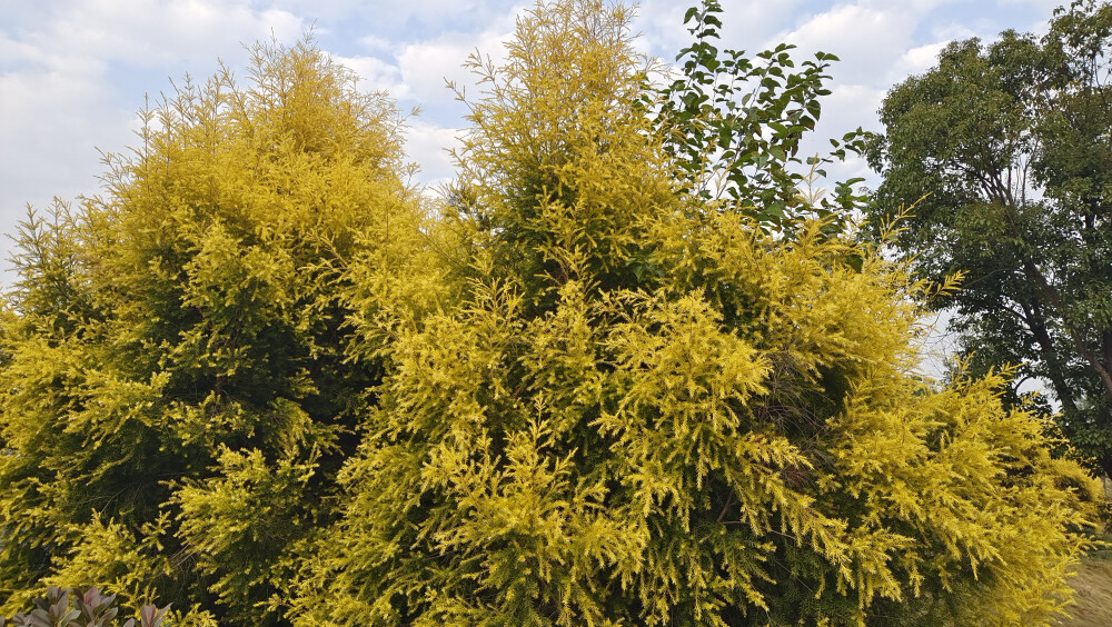 植物欣赏：黄金串钱柳