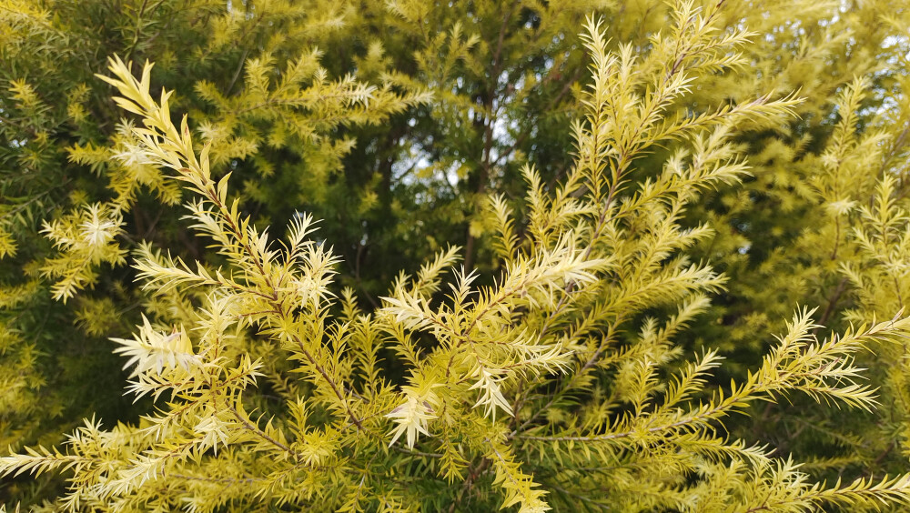 植物欣赏：黄金串钱柳