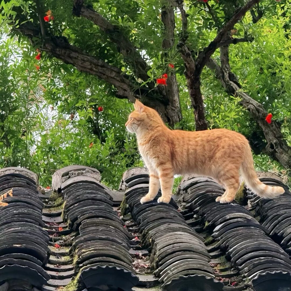 朋友圈背景圖