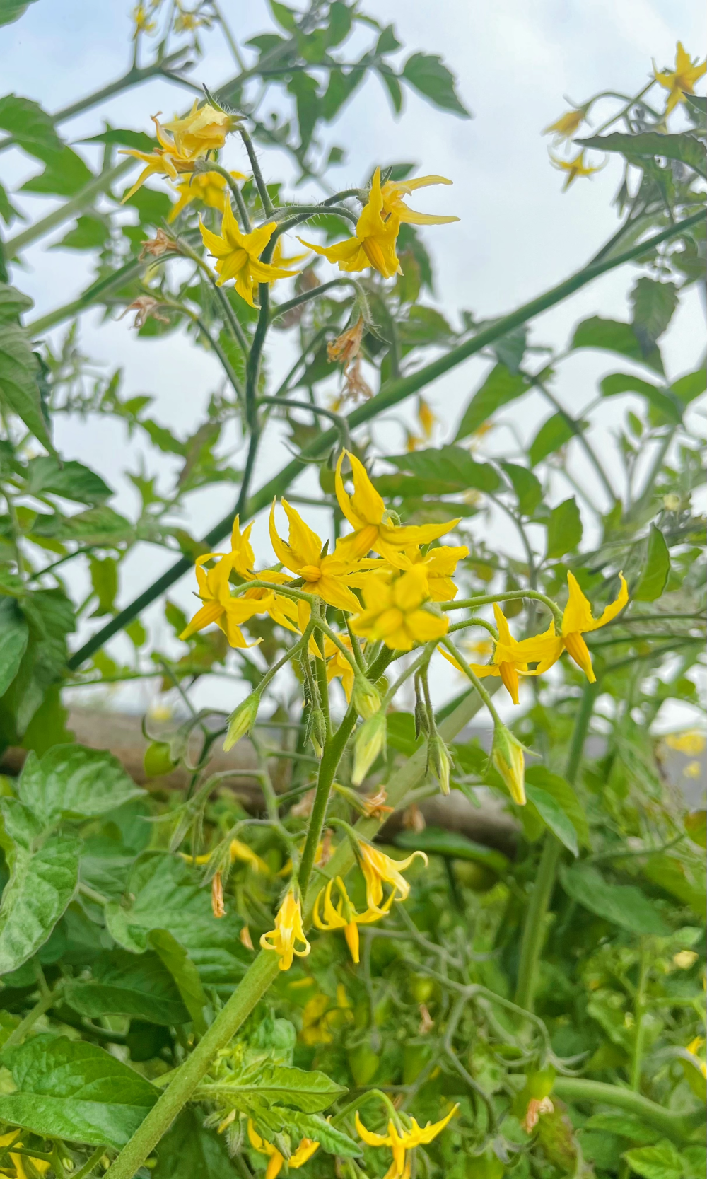 番茄花