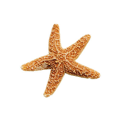 海星白底头像