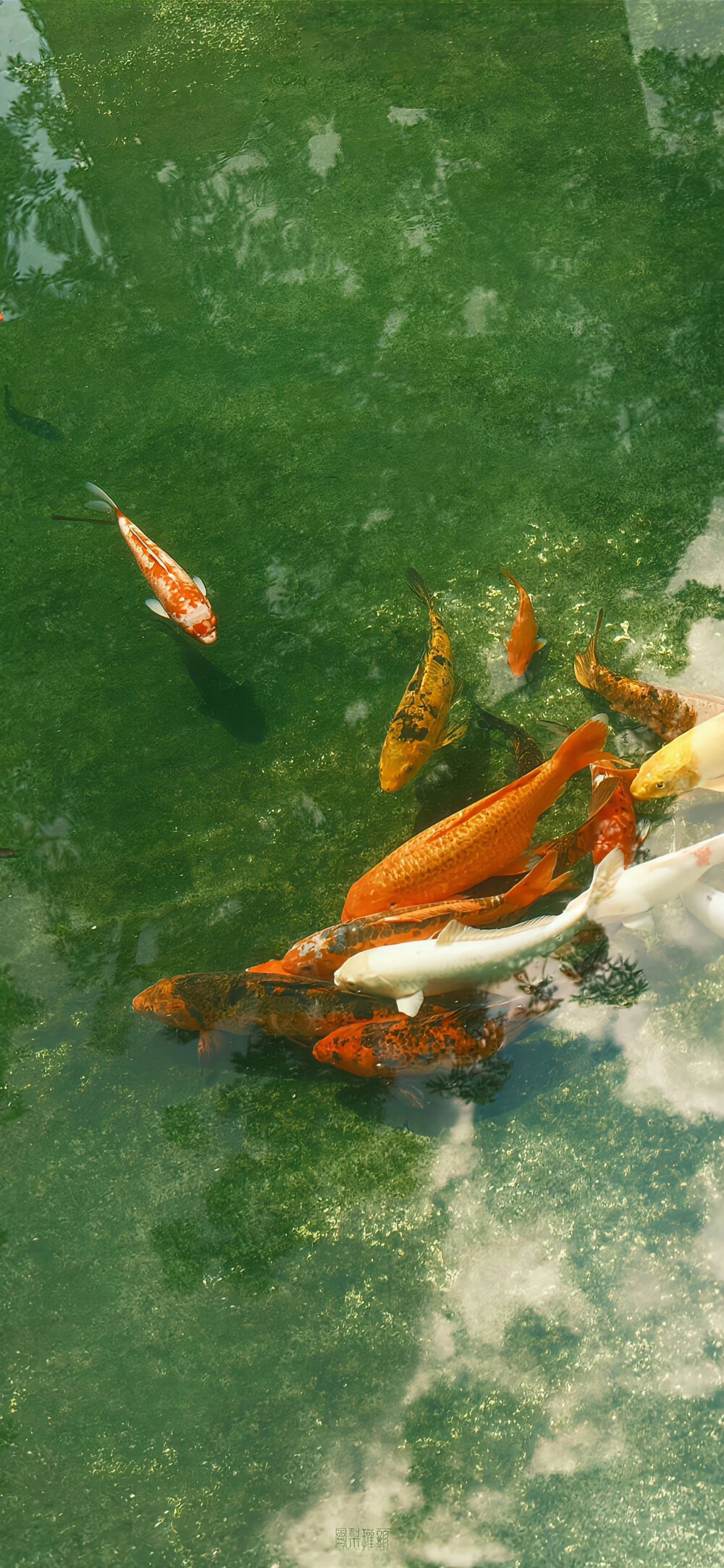 大海与河流