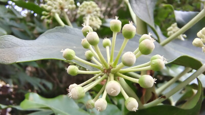 植物欣赏：八角金盘