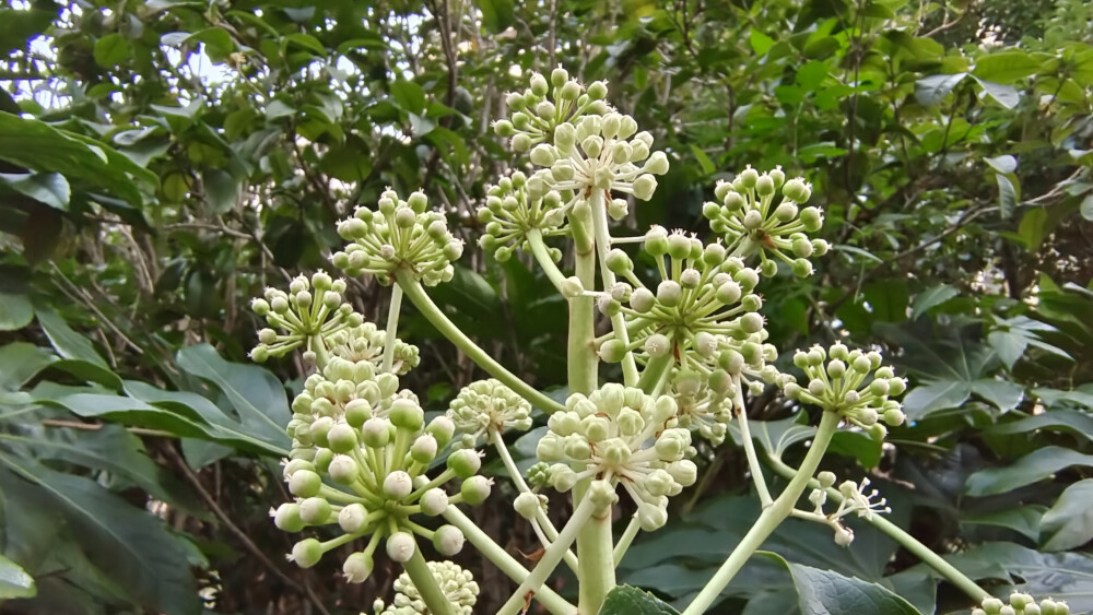 植物欣賞：八角金盤