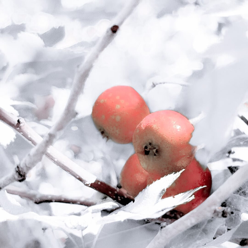 .苦唱诗班:Fiction-"曾沿住雪路浪游"...