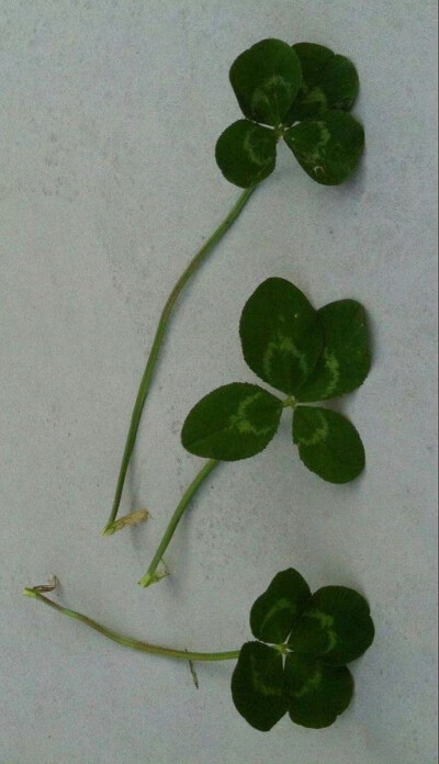 四叶草