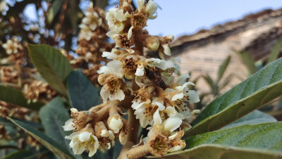 小花也可爱：枇杷花欣赏