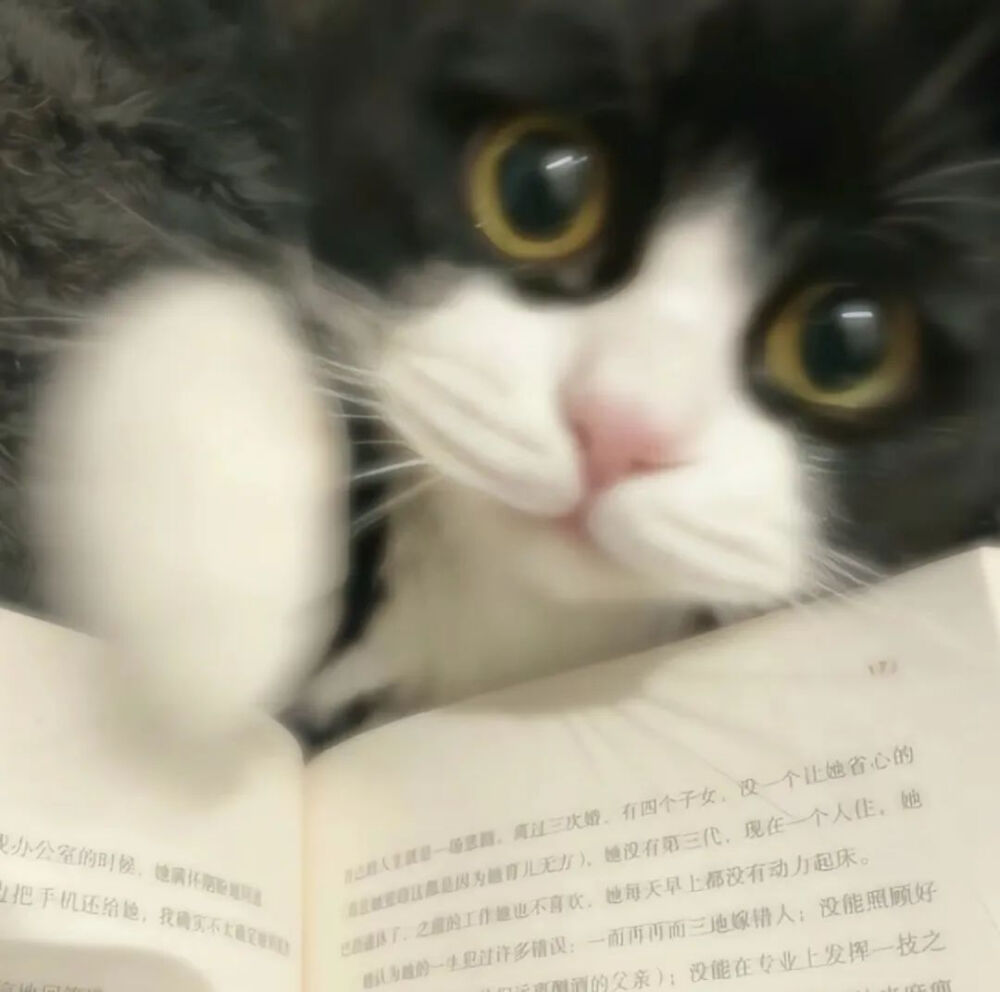 小猫