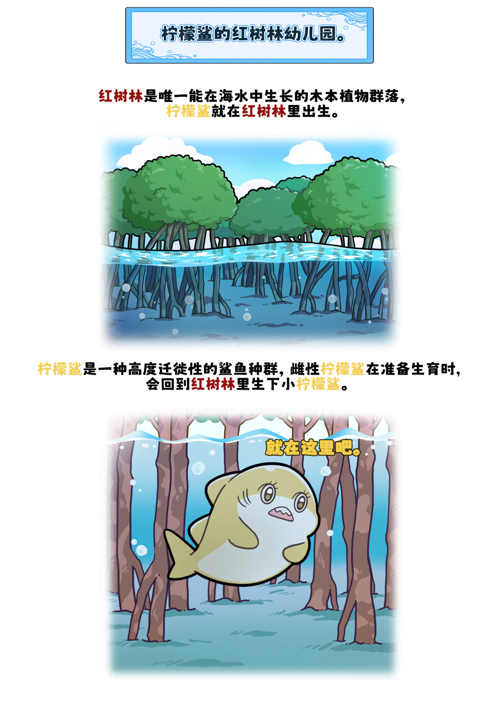 红树林全托幼儿园招生啦~欢迎各位宝宝鲨~
柠檬鲨出生后的5年会一直生活在红树林，红树林相当于柠檬鲨幼儿园~
#巴蒂和她的朋友们#拥抱自然开心每一程#巴蒂魔
法学院#原创漫画 #科普#海洋
选择题：红树林为什么被叫做红树林？
A.因为叶子是红色
B.因为树根是红色