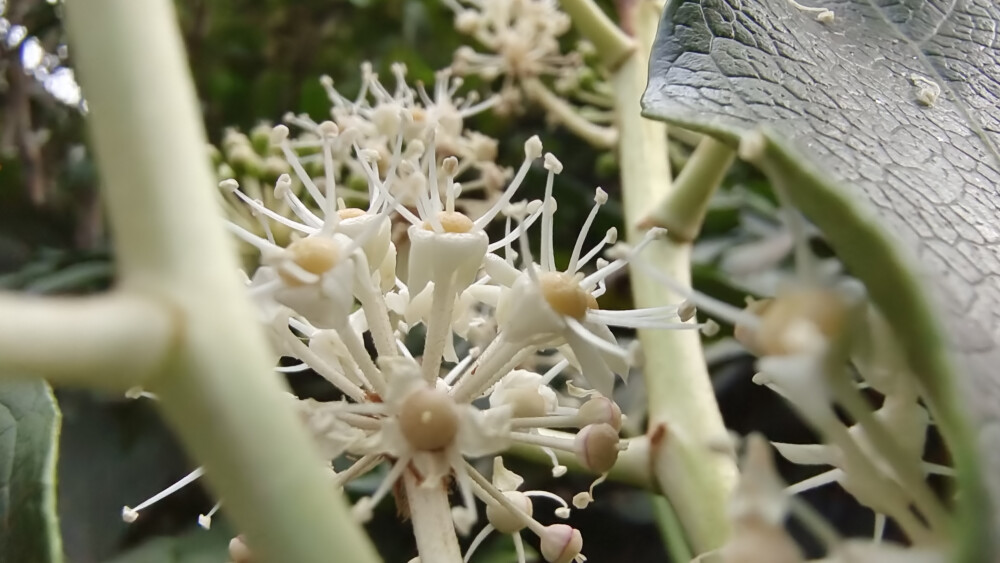 小花也可爱：八角金盘花欣赏