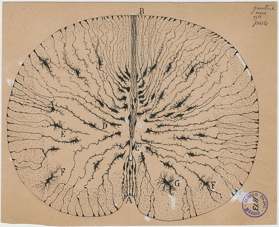 卡哈尔绘制的小鼠脊髓的神经胶质细胞图，1899年