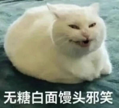 猫猫表情包