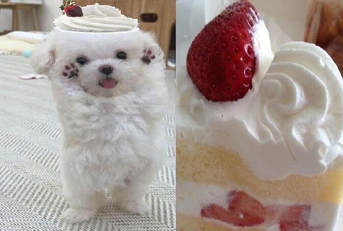 ˶╹ꇴ╹˶
