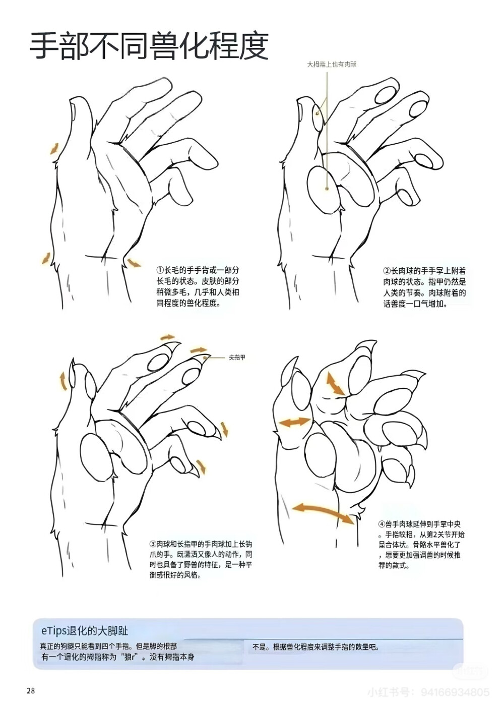 人体：兽人
小红书作者：94166934805