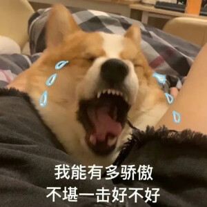 表情包