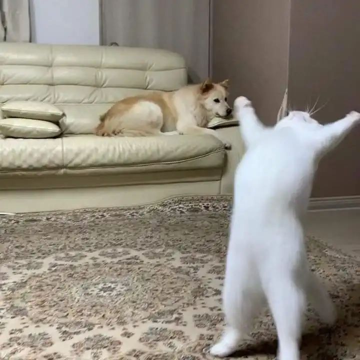 猫猫狗狗