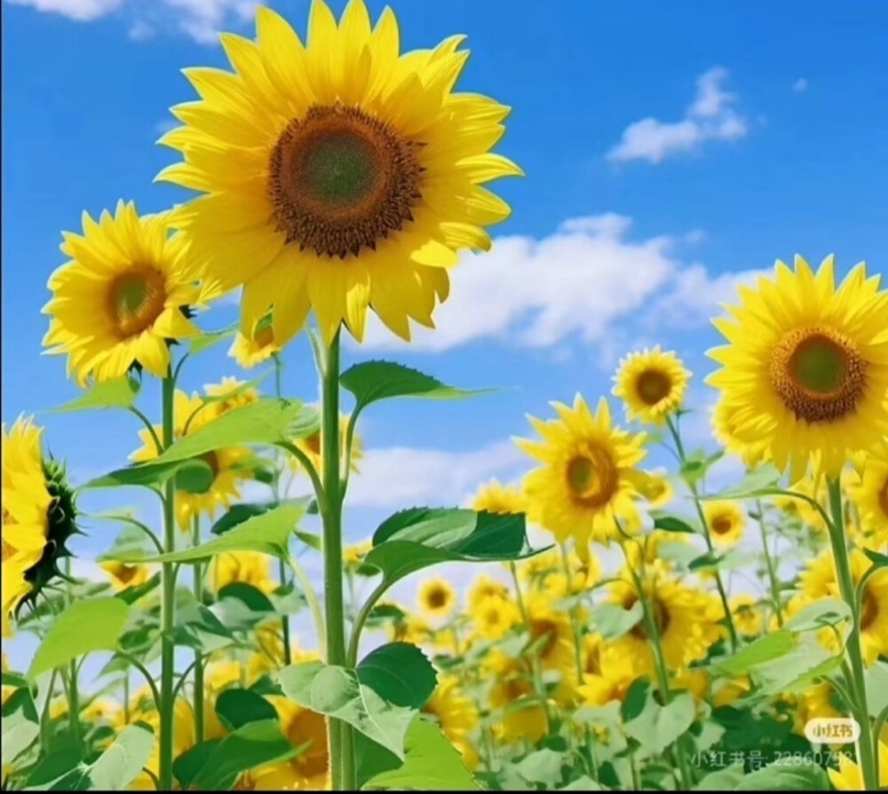 不管碰到什么事情不肯低头，直来直去，硬撑强做，觉得自己什么都能干，到最后伤害了别人，也断送了自己。经常跟人家说，你给别人留一条路，你自己就会拥有一个后退之门，所以，不要顶住别人，把别人逼到墙角，最后你无路可退。我们不能把低头看作是一种耻辱和退缩，记住了，适时地低头就是人生富有弹性和包容，低头的避让是为了更坚定地前进。想想中华传统文化，越王勾践卧薪尝胆，韩信受胯下之辱，所以中华传统文化很多典故充分说明了一点，那就是“小不忍则乱大谋”的低头智慧。不是所有人都值得你浪费时间和精力去跟别人争辩的。你们在工作单位有的人跟你不讲道理，或者有些人对你不好，很无理，你用不着去花很多精力和时间，因为他根本没有开悟，他到不了你这个层次。所以抛开争名夺利的欲望，冲出人性的障碍，才能拥有一个慈悲的胸怀，化解人间的烦恼。