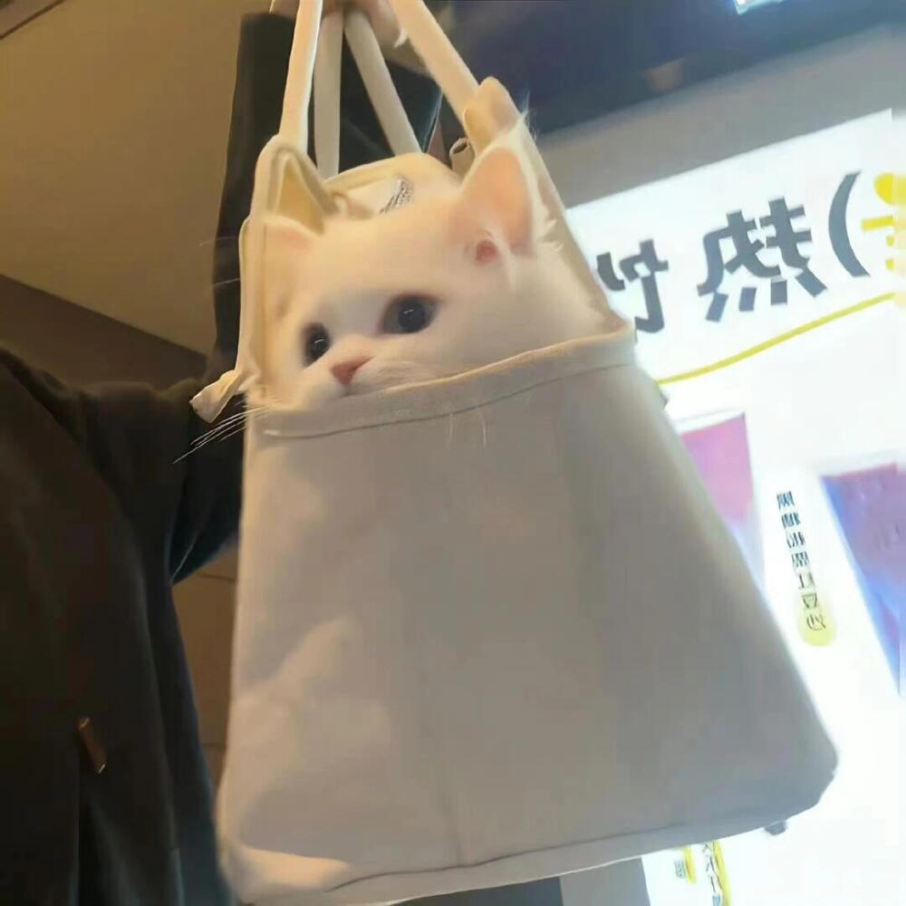 猫猫头像