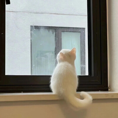 小猫背景图