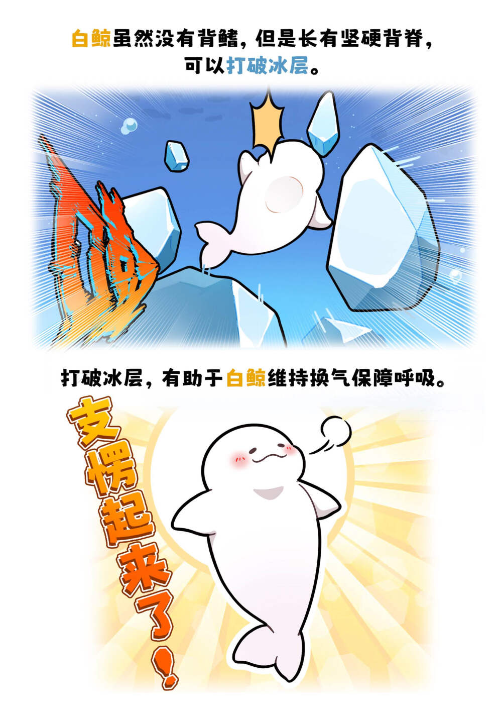 白鲸早期驯服颈椎的珍贵画面...
不像其他品种的鲸类，白鲸是没有背鳍的。
据说自鲸往往和弓头鲸相伴而行、弓头鲸破冰能力很强，白鲸借力破冰。白鲸没有背鳍，这有助于防止它们在寒冷的北冰洋中损失热量，尽管没有背鳍，但是白鲸长有坚硬背脊，可以打破冰层，有助于维持换气保障呼吸。
#巴蒂和她的朋友们#拥抱自然开心每一程#巴蒂魔法学院#原创漫画 #科普#海洋