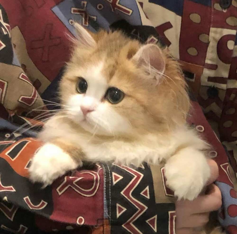 猫猫 头像