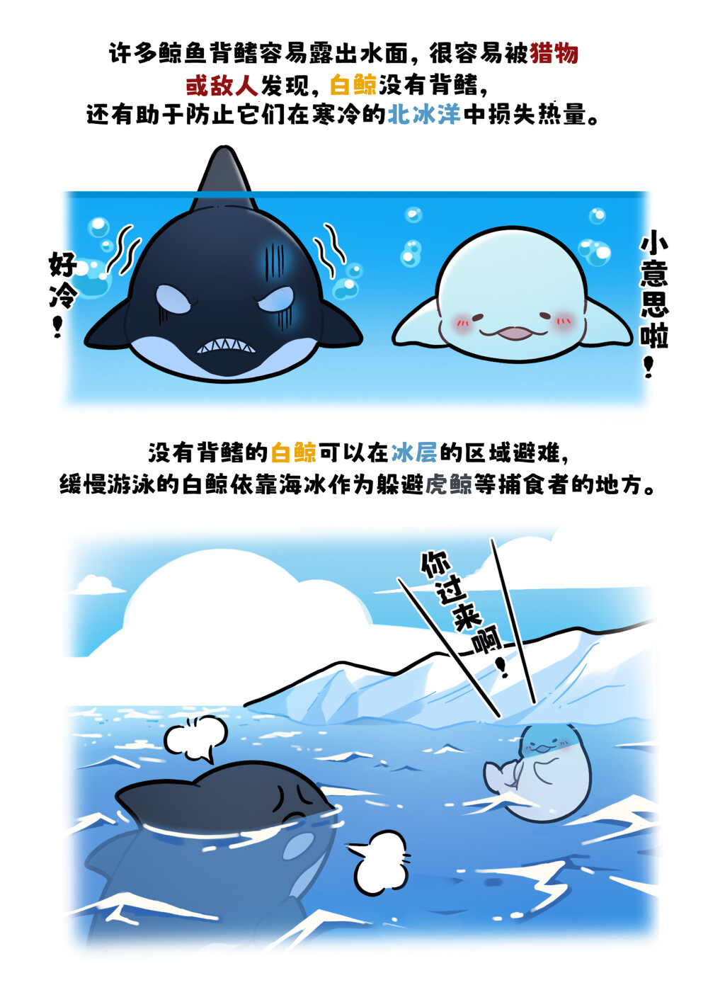 白鲸早期驯服颈椎的珍贵画面...
不像其他品种的鲸类，白鲸是没有背鳍的。
据说自鲸往往和弓头鲸相伴而行、弓头鲸破冰能力很强，白鲸借力破冰。白鲸没有背鳍，这有助于防止它们在寒冷的北冰洋中损失热量，尽管没有背鳍，但是白鲸长有坚硬背脊，可以打破冰层，有助于维持换气保障呼吸。
#巴蒂和她的朋友们#拥抱自然开心每一程#巴蒂魔法学院#原创漫画 #科普#海洋