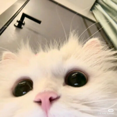 猫的头像