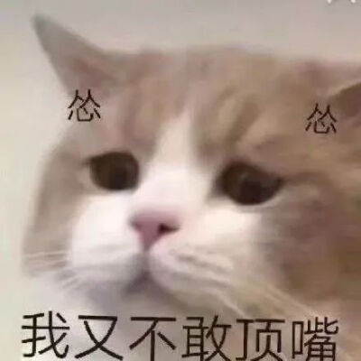 表情包