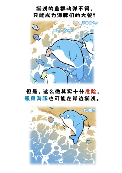 燃烧吧！干饭之魂！
为了干饭，瓶鼻海豚真是脑洞大开，它们会围绕鱼群掀起泥沙，用泥沙包围鱼群，鱼群会奋力跳出泥沙圈，却刚好跳进圈外瓶鼻海豚的嘴里。这群吃货为了吃，还有更不要命的举动！它们会把鱼群驱赶到海…