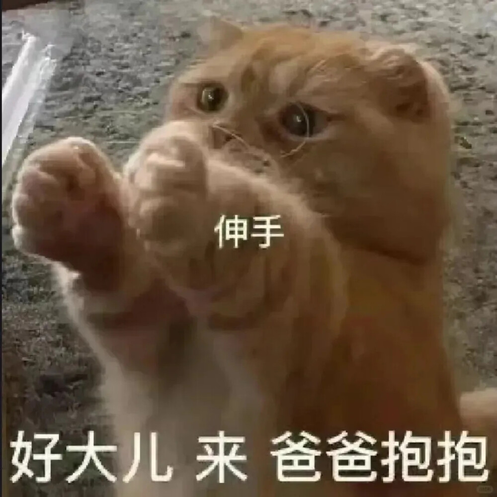 猫猫表情包