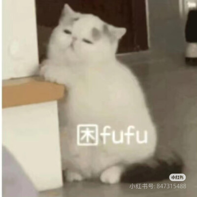 猫猫表情包