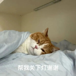 猫猫表情包