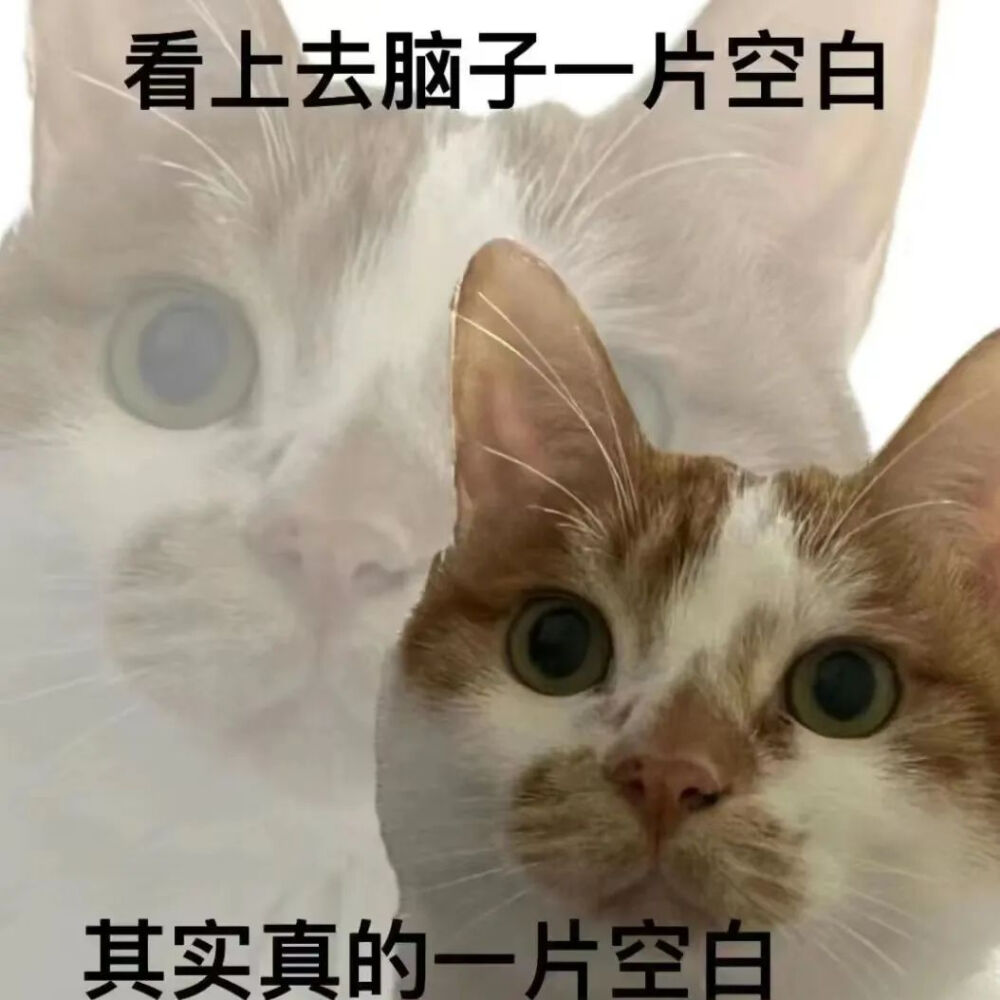 猫猫表情包