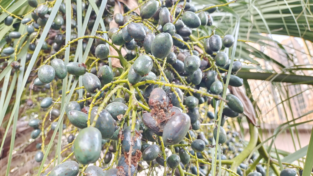 冬天拍摄的蒲葵果实欣赏