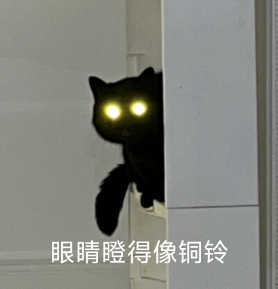 猫猫表情包