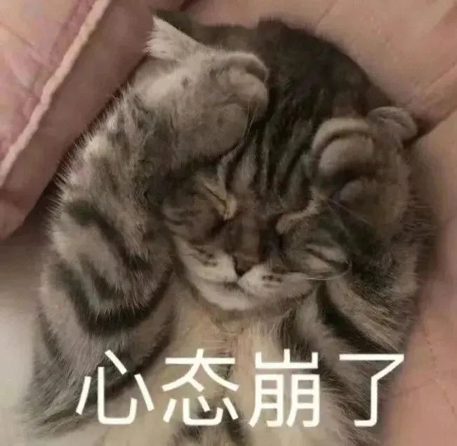 猫猫表情包