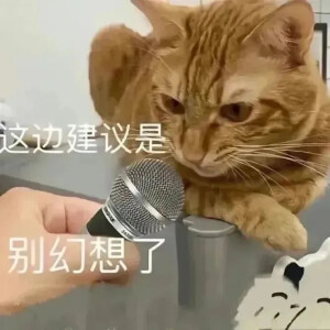 猫猫表情包