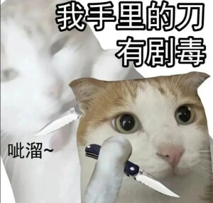 猫猫表情包