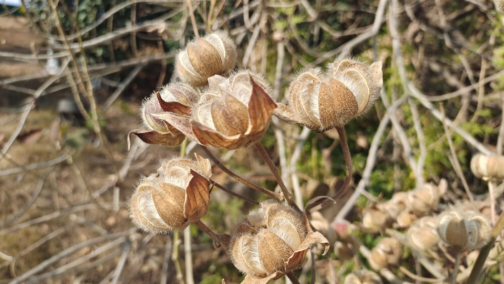 植物果实欣赏：开裂的木芙蓉果实