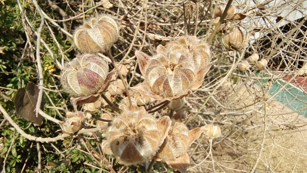 植物果实欣赏：开裂的木芙蓉果实