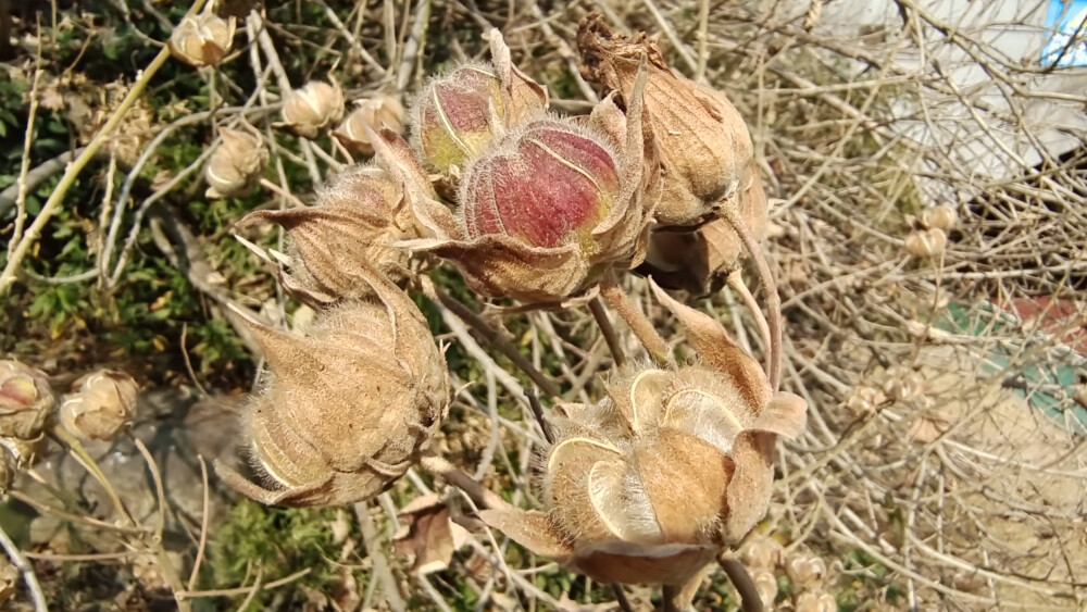 植物果实欣赏：开裂的木芙蓉果实